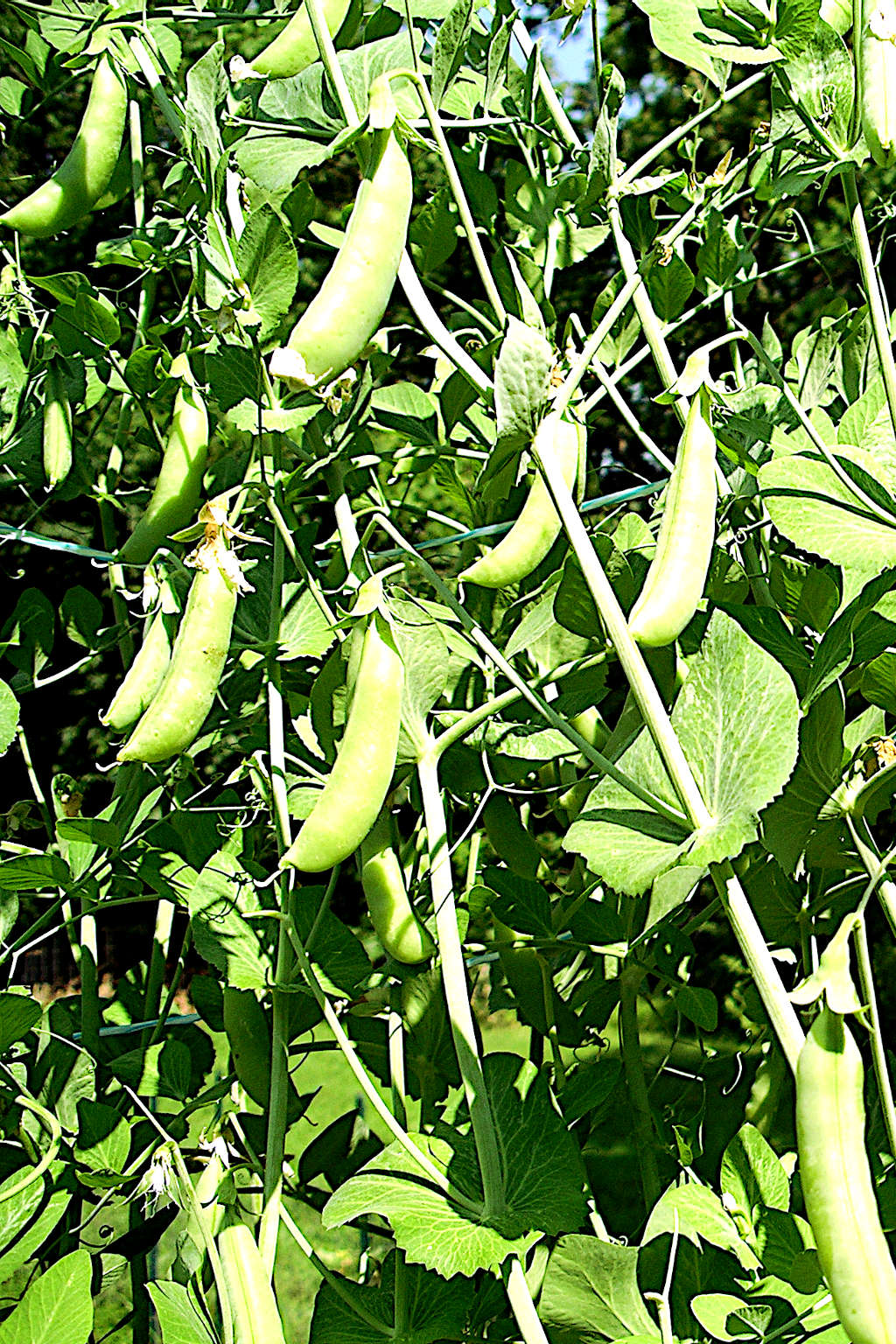 Sugar snap peas growing in the garden.